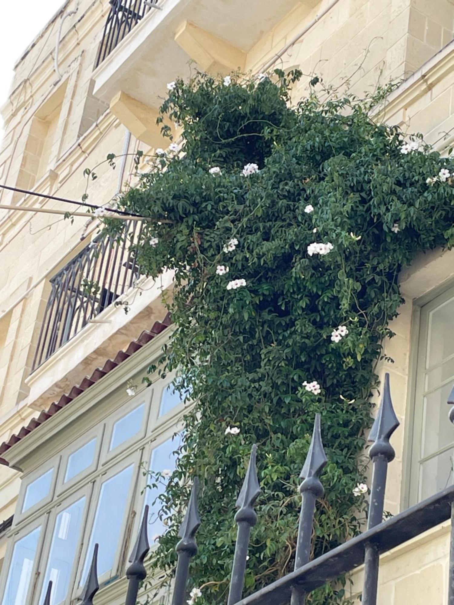 סליאמה Simons Apartments Minutes Away From Balluta Bay And St Julians מראה חיצוני תמונה